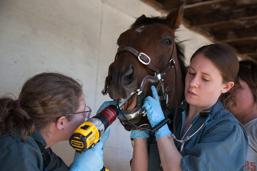 Horse Float, Western College of Veterinary Medicine at the University of Saskatchewan