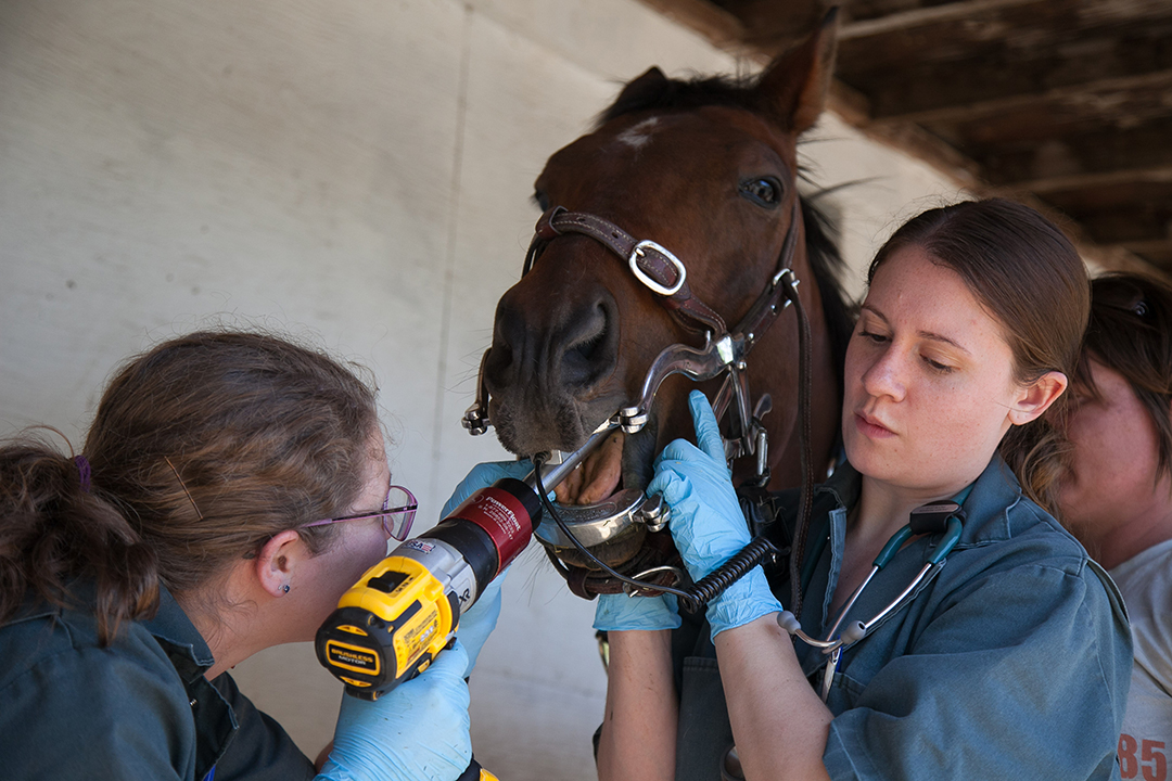 The vet behind the PowerFloat Saskatchewan Equine Expo