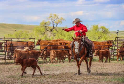 Featured Trainer of the 2023 Trainer Challenge Craig Reesor announced for the Saskatchewan Equine Expo