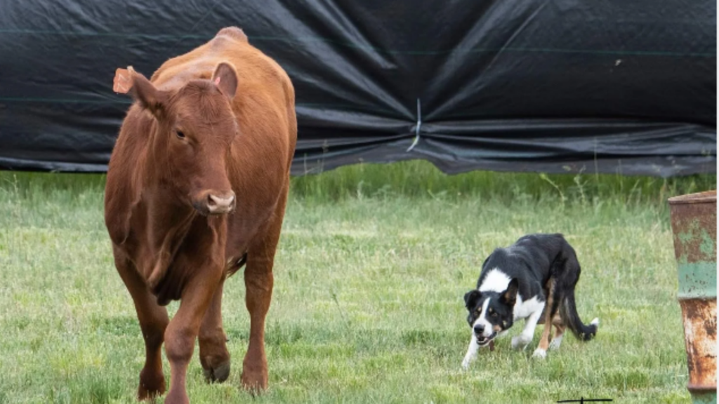 Rafter V Ranch photo of Jack the stock dog to advertise the Mounted Stock Dog JackPot Competition at the 2023 Saskatchewan Equine Expo in Saskatoon