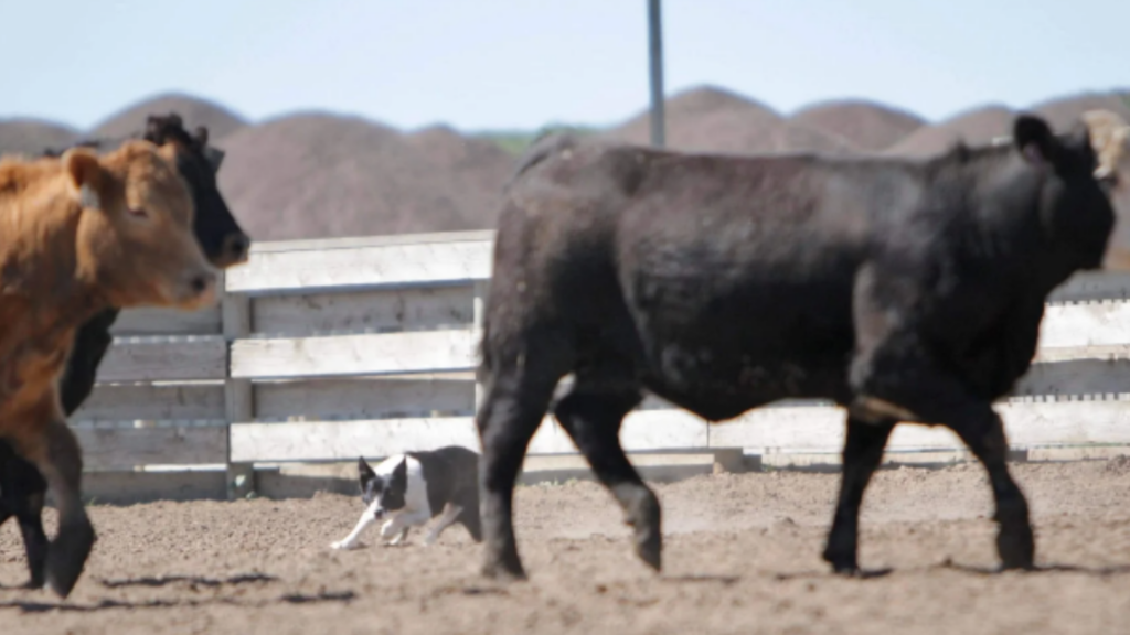 Rafter V Ranch photo of Snip the stock dog to advertise the Mounted Stock Dog Jackpot Competition at the 2023 Saskatchewan Equine Expo in Saskatoon