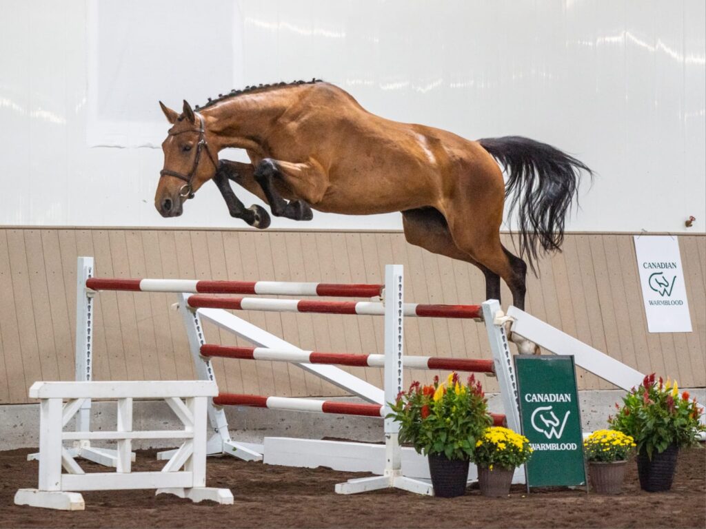 Chute Jumping pic for at the 2023 Saskatchewan Equine Expo in Saskatoon