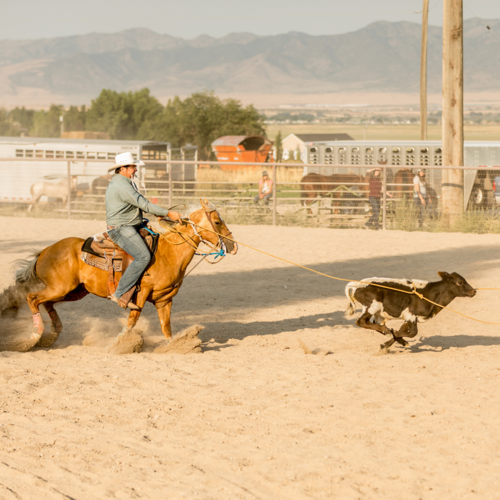 Saskatchewan Equine Expo Ranch Rodeo picture chasing