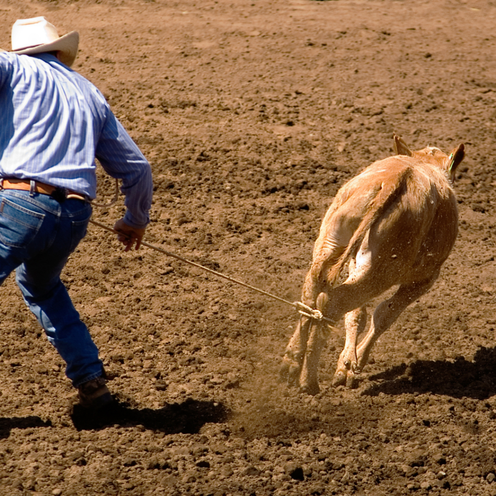 Saskatchewan Equine Expo Ranch Rodeo picture leg tie